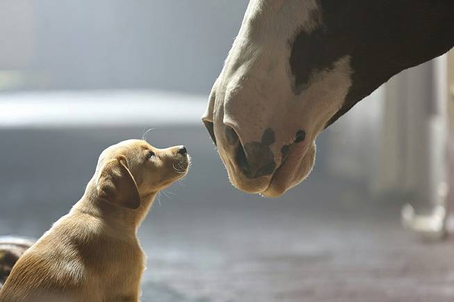This undated frame grab provided by Anheuser-Busch shows the company's 2014 Super Bowl commercial titled "Puppy Love.” The ad will run in the fourth quarter of the game.