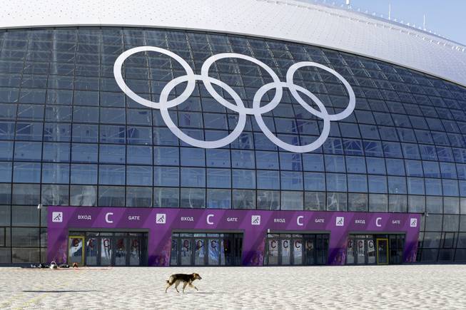 A stray dog walks outside the Ice Dome venue as preparations take place for the 2014 Winter Olympics Monday, Feb. 3, 2014, in Sochi, Russia. A pest control company which has been killing stray dogs in Sochi for years told The Associated Press on Monday that it has a contract to exterminate more of the animals throughout the Olympics.