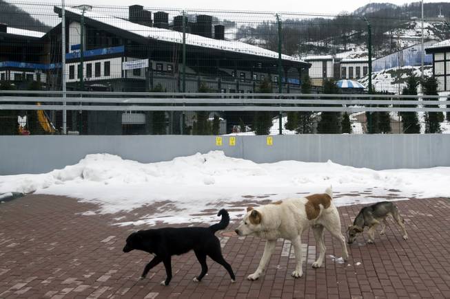Stray dogs sit outside the Rosa Khutor Extreme Park course, a venue for the snowboarding and freestyle competitions of the 2014 Winter Olympics, in Sochi, Russia, on Monday, Feb. 3, 2014. 