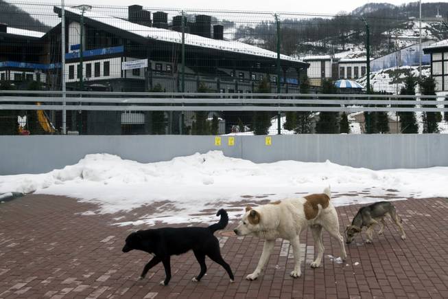 Sochi Stray Dogs