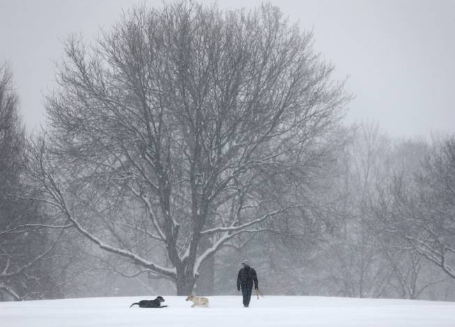Dogs play in the snow in Washington Park on Wednesday, Feb. 5, 2014, in Albany, N.Y. Hundreds of schools across upstate New York are closed and authorities are advising against any unnecessary travel as a snowstorm moves across the region.