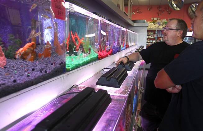 Dan Riggs, owner of Trop-Aquarium, helps a customer in his tropical fish store at 3125 E. Tropicana Ave. Tuesday, Feb. 18, 2014. His business suffered as the shopping center went into decline but now the retail center is recovering and adding tenants.