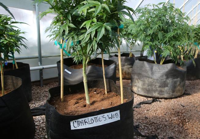 In this Feb. 7, 2014 photo, a special strain of medical marijuana known as Charlotte's Web grows inside a greenhouse, in a remote spot in the mountains west of Colorado Springs, Colo.
