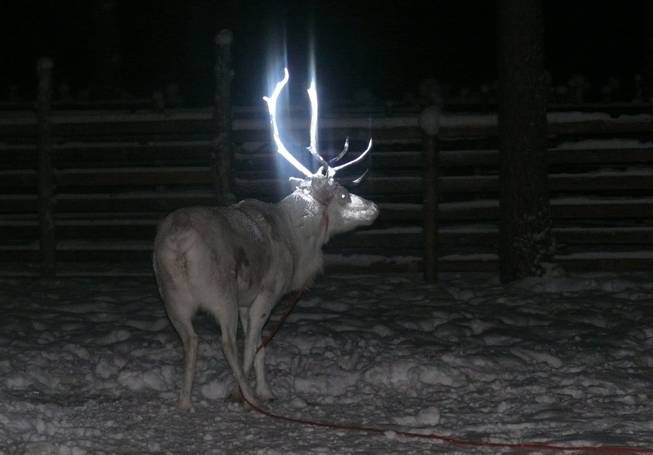 In this picture taken on Feb. 15, 2014, in Rovaniemi, Finland and provided by the Reindeer Herders' Association, a reindeer is seen with fluorescent antlers after a test in which Finnish herders dabbed it with fluorescent paint.