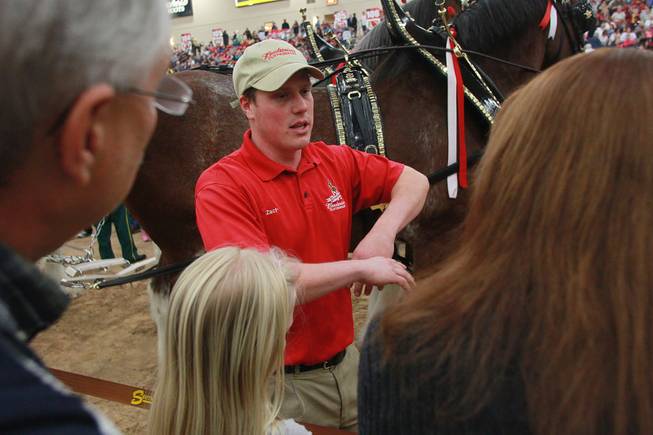Handler Zach Uding answers questions during an appearance of the Budweiser Clydesdales at the South Point Arena Thursday, Feb. 20, 2014.