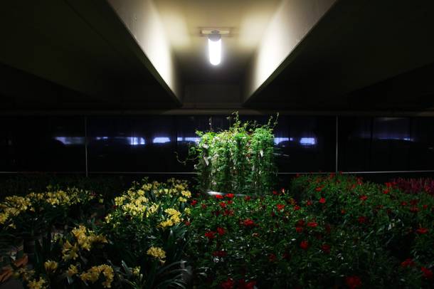 Flowers are staged in part of the garage for the Bellagio's Conservatory and Botanical Gardens Feb. 28, 2014.
