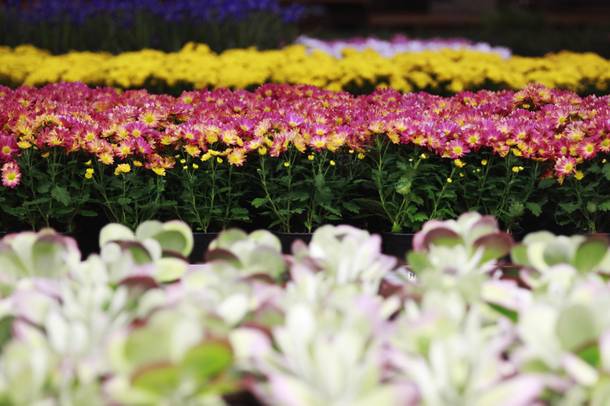 Rows of flowers are seen in the flower storage area for the Bellagio's Conservatory and Botanical Gardens Feb. 28, 2014.