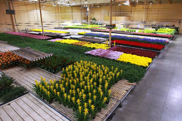 Rows of flowers are seen in the flower storage area for the Bellagio's Conservatory and Botanical Gardens Feb. 28, 2014.