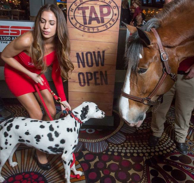 Carter the Clydesdale and Chip the Dalmatian at Tap Sports ...