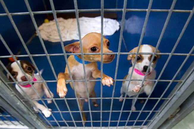 Chihuahua puppies look out from a kennel at the Animal Foundation Campus, 655 N. Mojave Road, Tuesday, March 4, 2014. The puppies were rescued during a fire at the Prince and Princess Pet Shop on Jan. 27.