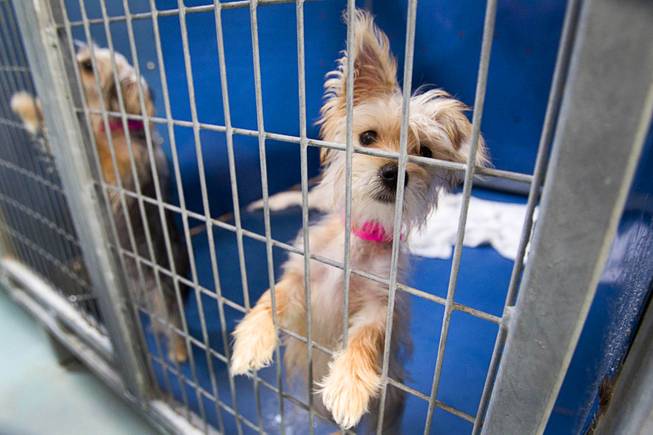 A Yorkshire terrier puppy looks out from a kennel at the Animal Foundation Campus, 655 N. Mojave Road, Tuesday, March 4, 2014. Twenty-seven puppies were rescued during a fire at the Prince and Princess Pet Shop on Jan. 27.