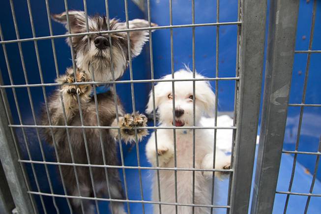 A schnauzer and poodle puppy look out from a kennel at the Animal Foundation Campus, 655 N. Mojave Road, Tuesday, March 4, 2014.  They were among 27  puppies rescued during a fire at the Prince and Princess Pet Shop on Jan. 27.