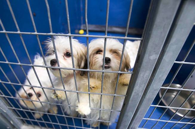 Maltese puppies look out from a kennel at the Animal Foundation Campus, 655 N. Mojave Road, Tuesday, March 4, 2014. They were among 27  puppies rescued during a fire at the Prince and Princess Pet Shop on Jan. 27.