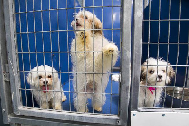 Puppies look out from a kennel at the Animal Foundation Campus, 655 N. Mojave Road, Tuesday, March 4, 2014. They were among 27  puppies rescued during a fire at the Prince and Princess Pet Shop on Jan. 27.
