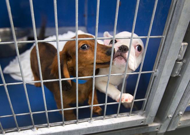 A Dachshund and French bulldog look out from a kennel at the Animal Foundation Campus, 655 N. Mojave Road, Tuesday, March 4, 2014. They were among 27 puppies rescued during a fire at the Prince and Princess Pet Shop on Jan. 27.
