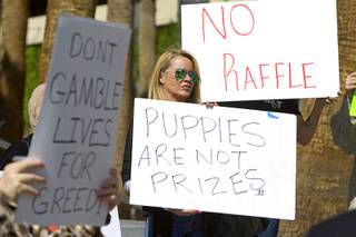 Animal advocate Cherl Prater, center, protests a raffle plan for rescued puppies outside the Regional Justice Center Wednesday, March 5, 2014. The puppies, rescued during a fire at the Prince and Princess Pet Shop on Jan. 27, will be raffled off under a plan announced Tuesday.