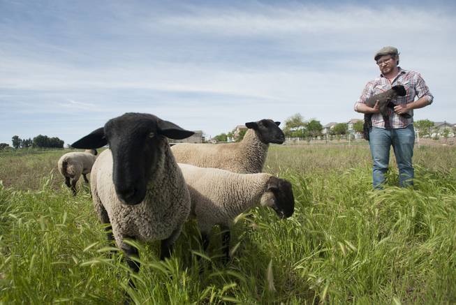 Erich Schultz, head farmer at Agritopia, with a day-old lamb in Gilbert, Ariz., March 5, 2014. A growing number of residential developments, known as agrihoods, are designed around a working farm instead of a golf course or clubhouse.