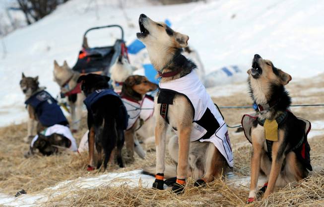 The dogs of Iditarod musher Allen Moore, from Two Rivers, Alaska,  howl as they prepare to leave the Takotna checkpoint during the Iditarod Trail Sled Dog Race on Thursday, March 6, 2014. 