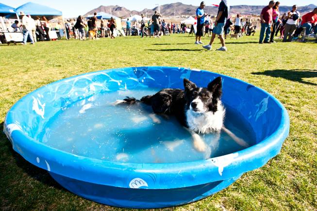 Vega, a four-year-old Border Collie, chills in a pool of drinking water while attending the City of Henderson's 11 Annual Bark in the Park event at Cornerstone Park Saturday, March 8, 2014.