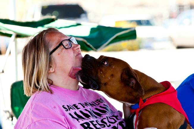 Boston loves on his owner, Kari Adama, while working in the Las Vegas Boxer Rescue booth at the City of Henderson's 11 Annual Bark in the Park event at Cornerstone Park Saturday, March 8, 2014.