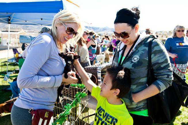 Jodi Simard (left) shows Ilias Frampton, 5, and his mom, Mary, a puppy that is up for adoption while volunteering in the Wagging Tails Rescue booth at the City of Henderson's 11 Annual Bark in the Park event at Cornerstone Park Saturday, March 8, 2014.