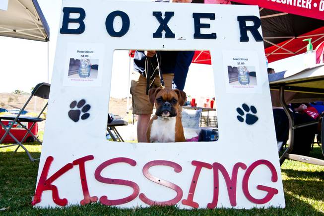 Kaluah, a nine-month-old boxer, waits to give some kisses while trying to earn money for the Las Vegas Boxer Rescue at the City of Henderson's 11 Annual Bark in the Park event at Cornerstone Park Saturday, March 8, 2014.