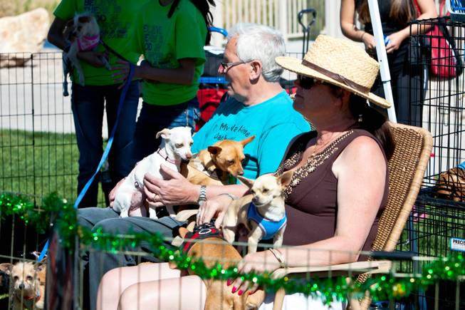 Volunteers hold armfuls of Chihuahua in the On My Way Home Rescue booth at the City of Henderson's 11 Annual Bark in the Park event at Cornerstone Park Saturday, March 8, 2014.