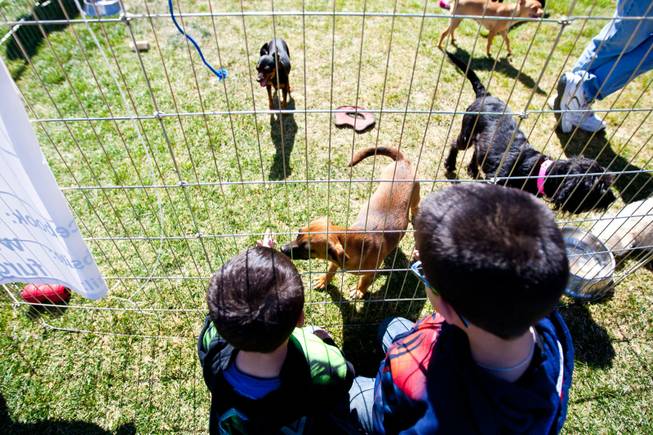 Wishing they could have another dog, brothers Caleb, 2, and Santino Gutierrez, 7, pet puppies waiting to be adopted in the Furgotten Friends Dogs Rescue at the City of Henderson's 11 Annual Bark in the Park event at Cornerstone Park Saturday, March 8, 2014.