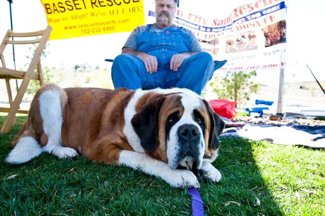 Norbert, a five-year-old St. Bernard, relaxes in the shade with his owner in the Sin City St. Bernard Rescue booth at the City of Henderson's 11 Annual Bark in the Park event at Cornerstone Park Saturday, March 8, 2014.