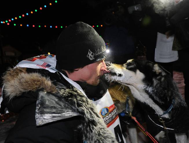 Dallas Seavey gets a kiss from one of his dogs after winning the 2014 Iditarod Trail Sled Dog Race in Nome, Alaska, Tuesday, March 11, 2014.  