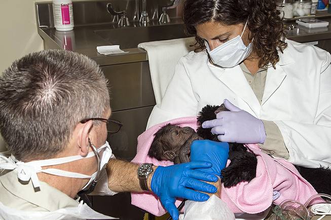 Staff at the San Diego Zoo tend to a 1-day-old baby girl gorilla who was born at the zoo after an emergency C-section procedure Wednesday, March, 12, 2014. Park keeper Jennifer Minichino carefully holds the baby while Dr. Jack Allen examines the newborn.

