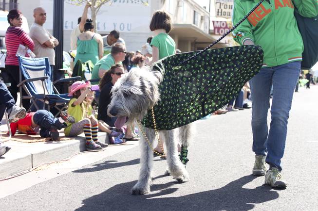 An Irish wolfhound walks by the crowd during the annual St. Patrick's Day parade in Henderson Saturday, March 15, 2014.