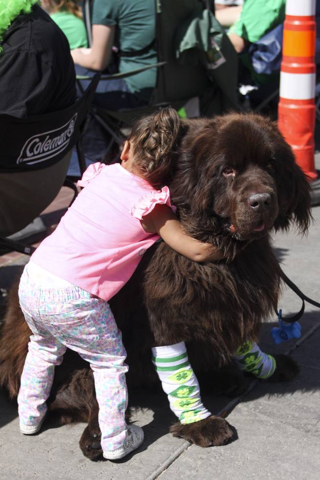 Khali (2) hugs Emily Smith's, not pictured, friendly New Finland named Buddy during the annual St. Patrick's Day parade in Henderson Saturday, March 15, 2014.