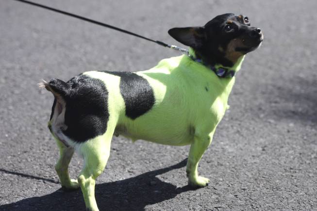 A dog with a green coat with Alicia's Mobile Pet Groomings watches the crowd during the annual St. Patrick's Day parade in Henderson Saturday, March 15, 2014.