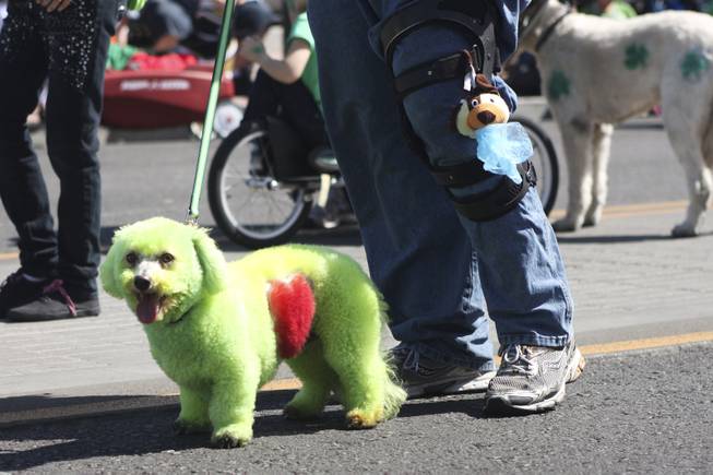A dog with a green coat  and a red heart shaped out it's fur with Alicia's Mobile Pet Groomings watches the crowd during the annual St. Patrick's Day parade in Henderson Saturday, March 15, 2014.