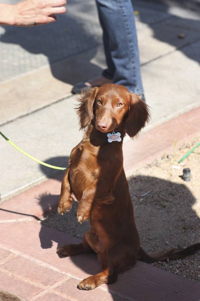 Hunter, a dachshund, waits for a treat from his owner during the annual St. Patrick's Day parade in Henderson Saturday, March 15, 2014.