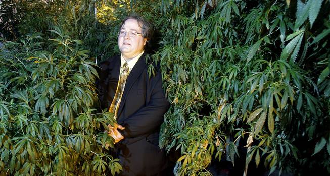 Paul Stanford stands between plants in his marijuana growing facility in Portland, Ore., March 28, 2011. Stanford wants the right to smoke marijuana to be written into the state constitution. 