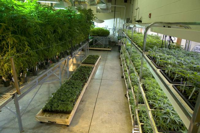 Marijuana plants grow inside the Coy W. Waller Laboratory Complex at the University of Mississippi in Oxford. Last year, the National Institute on Drug Abuse paid the university nearly $847,000 to produce and distribute the drug, which is used mainly for research.