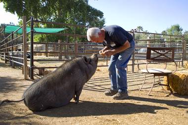 “Farmer Glenn” Linsenbardt feeds a snack to Violet, a pot-bellied pig, at The Farm, 7222 West Grand Teton Drive, Sunday, March 23, 2014. STEVE MARCUS