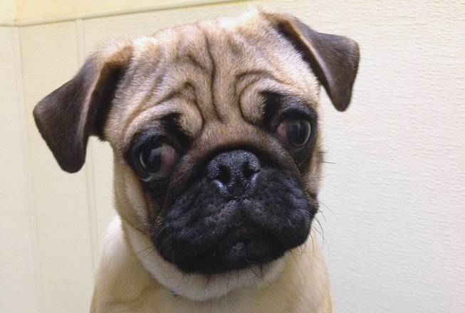 Ethon, a 6-month-old pug, is one of 11 Arson Puppies that as of 11 a.m. Monday had yet to have anyone bid to adopt him in a raffle.
