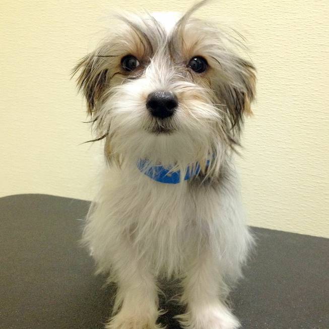 Ignacio, a 3-month-old male Yorkshire terrier mix, is one of 11 Arson Puppies that as of 11 a.m. Monday had yet to have anyone bid to adopt him in a raffle.