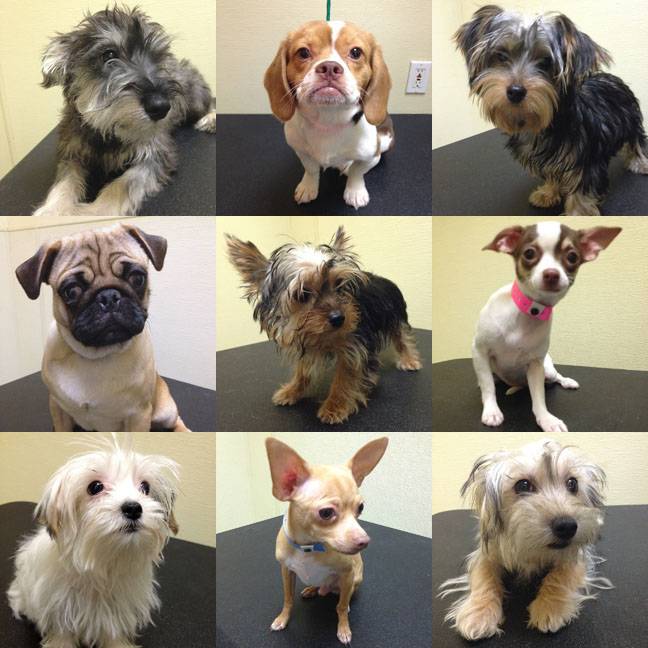 These are among 11 puppies saved from a Jan. 27 arson fire at a Las Vegas pet store that are up for raffle this week. The dogs include, top row, from left, Brenton, Keegan and Hayden; middle row, from left, Ethon, Elmo and Enya; and bottom row, from left, Fia, Neci and Effie. 