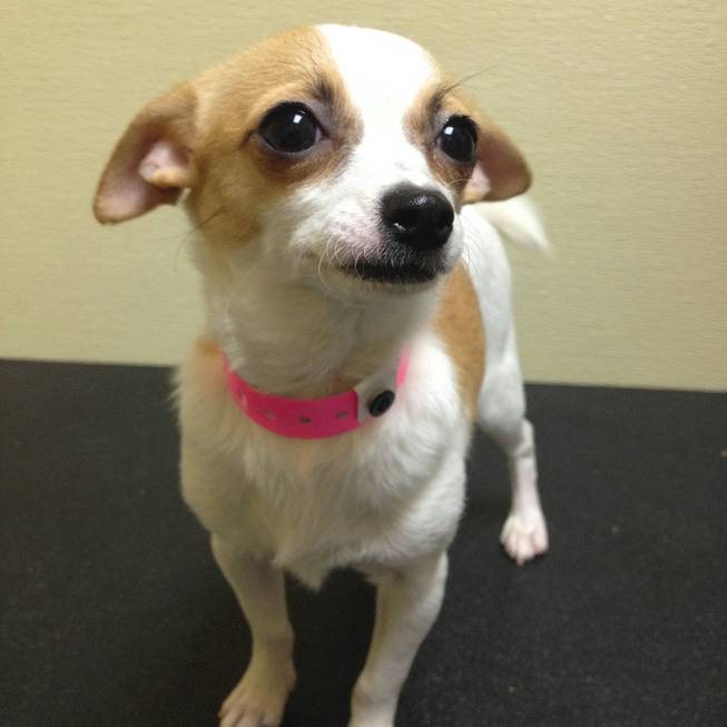 Nuri, a 5-month-old female Chihuahua shorthaired, is one of 11 Arson Puppies that as of 11 a.m. Monday had yet to have anyone bid to adopt her in a raffle.