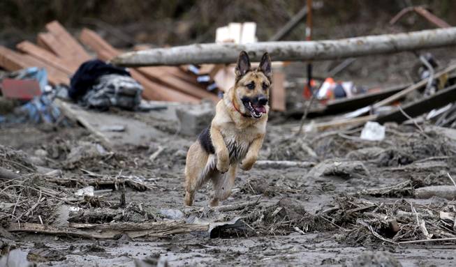 Search dog Stratus leaps through a debris field while working with a handler following a deadly mudslide, Tuesday, March 25, 2014, in Oso, Wash. At least 14 people were killed in the 1-square-mile slide that hit in a rural area about 55 miles northeast of Seattle on Saturday. Several people also were critically injured, and homes were destroyed. 