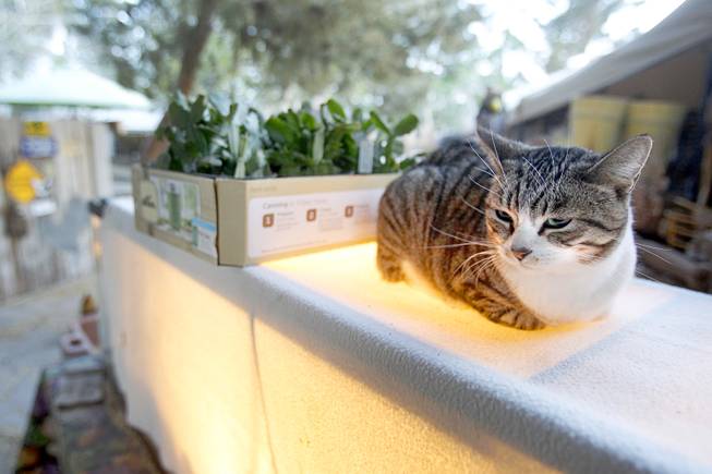 A cat sit on top of a terrarium used for raising chicks at The Farm, 7222 West Grand Teton Drive, Sunday, March 23, 2014. STEVE MARCUS