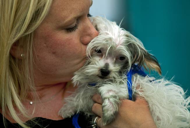Kristi Liddle kisses her newly adopted puppy Fia at the Animal Foundation on Wednesday, March 26, 2014.  He is a Maltese/Yorkie mix, 1 of 27 puppies rescued during a fire at the Prince and Princess Pet Shop on Jan. 27.