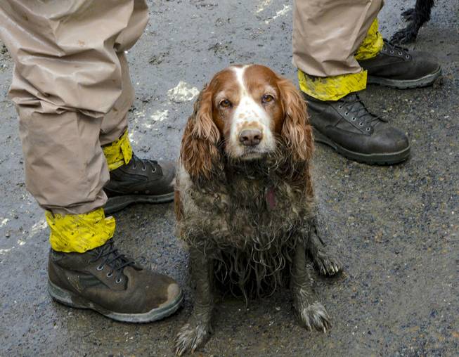 A search dog waits to be washed by the feet of Washington National Guardsmen after working the debris field created by the mudslide near Oso, Wash., March 27, 2014. 