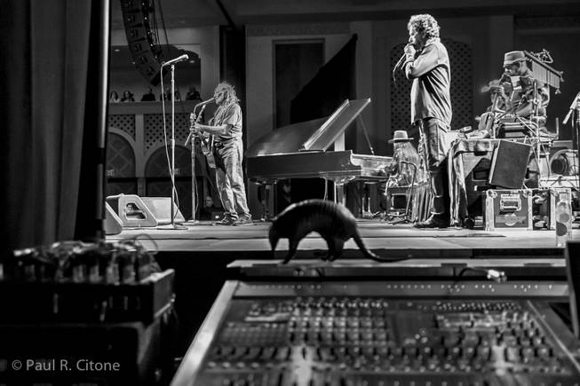 Willie Nelson's good luck charm armadillo sits on the sound board during his concert at Lake Las Vegas March 31, 2014.