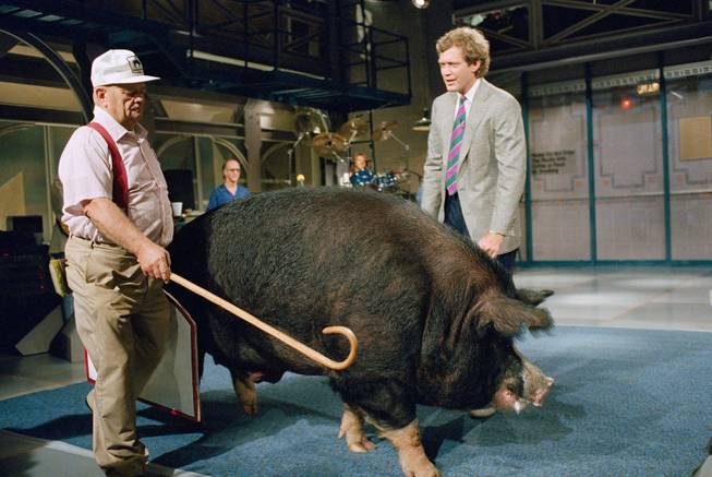 Farmer Bob Corbett, left, of North Lewisburg, Ohio, shepherds his prize-winning boar named Hog Chief past host David Letterman on the set of NBC's "Late Night with David Letterman" in New York, April 24, 1987. The boar, who had lost of few of his 1,205 pounds when he went on the show, is working to set a world weight record for pigs next August. 