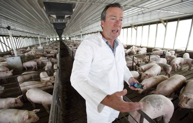In this July 9, 2009, file photo Dr. Craig Rowles stands with hogs in one of his Carroll, Iowa, hog buildings. The farmer and longtime veterinarian did all he could to prevent porcine epidemic diarrhea from spreading to his farm, but despite his best efforts the deadly diarrhea attacked in November 2013, killing 13,000 animals in a matter of weeks.